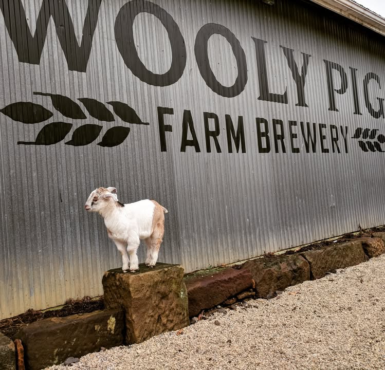 Throwback Thursday!  Doppelbocks are traditionally associated with goats, and si