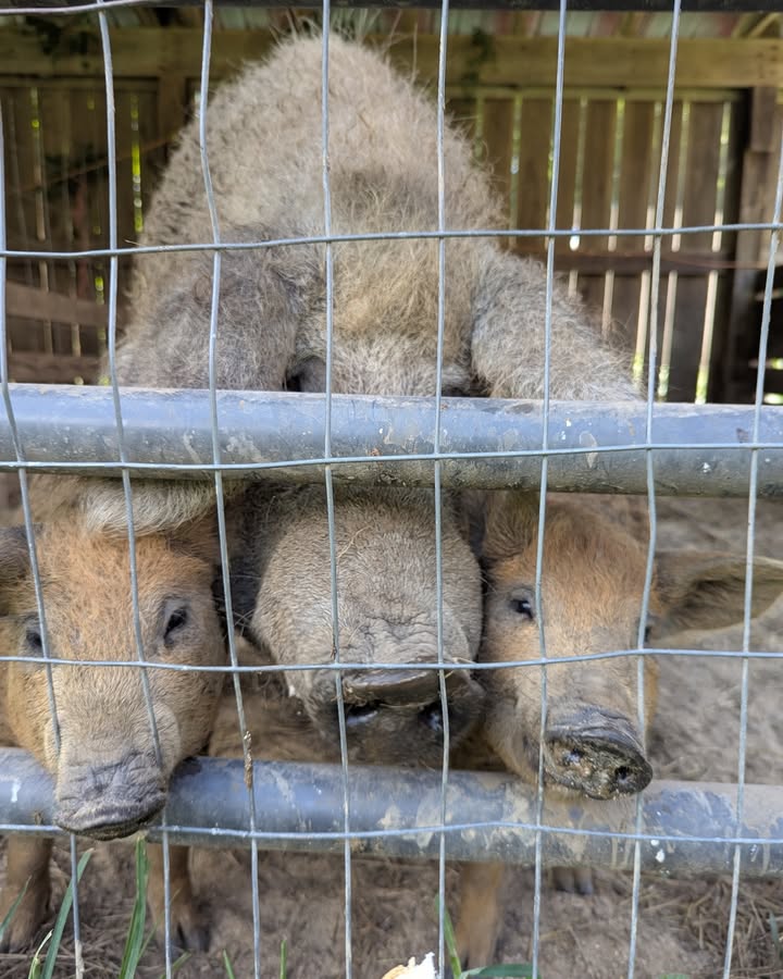 Pigs' snouts are very sensitive--like fingers and noses combined--but they don't