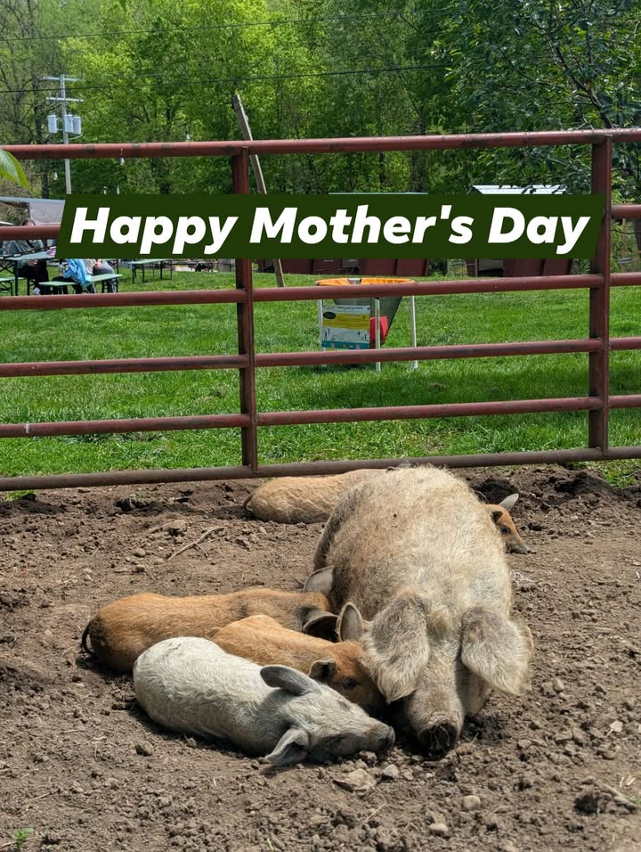 Happy Mother's Day!  Celebrate your mothers today at the brewery.  See piglets r