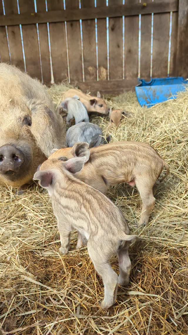 There's nothing I can do to improve this video!  Introducing the most recent lit