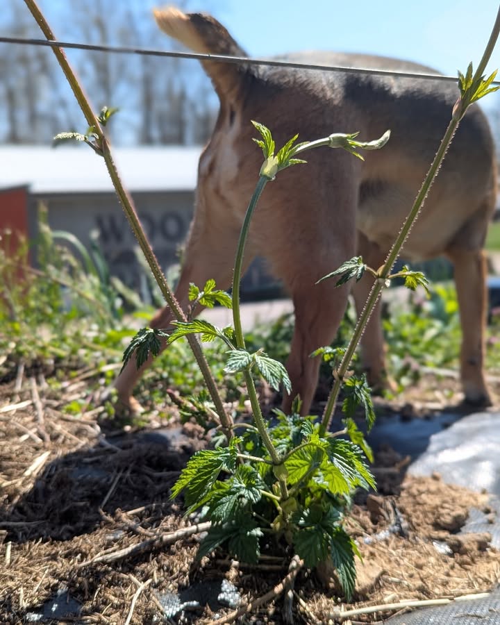 Have you heard of hop-sniffing dogs?  Me neither, but I think Ushi might have a 