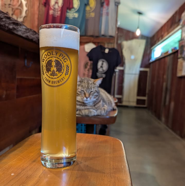 The Classic Gose, a fan favorite, is back.  A tart and refreshing wheat beer wit