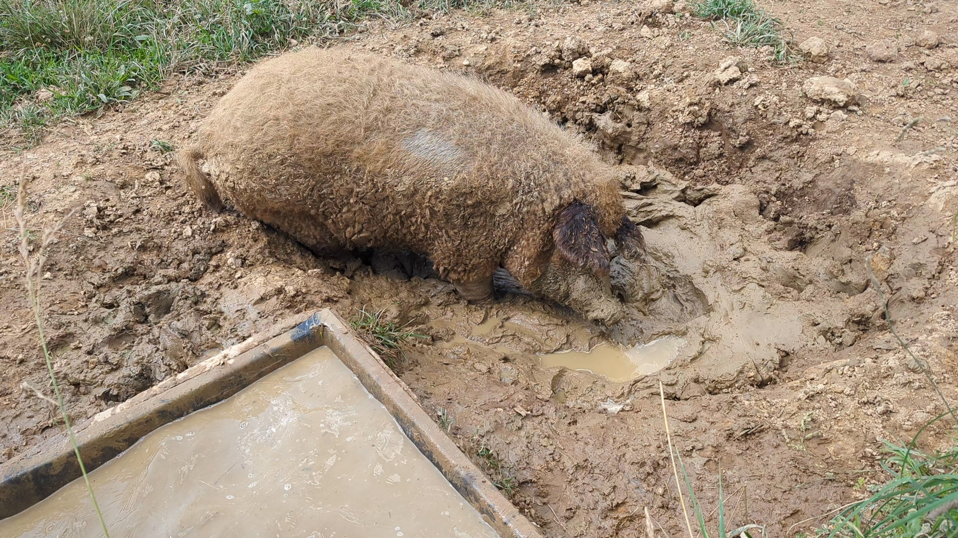 How do you beat the heat?  #happyasapiginmud  #covermeinmud