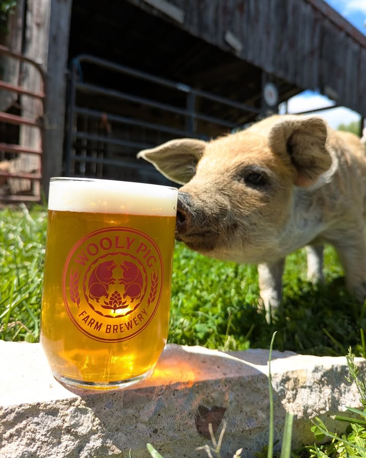 Do you love the Golden Vienna?  Jonesin' for a Festbier 4 months early?  Enter t