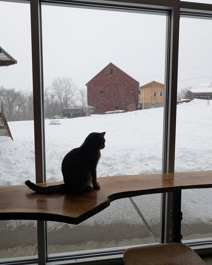 It isn't exactly snowing cats and dogs out....we will be open today, Friday, for