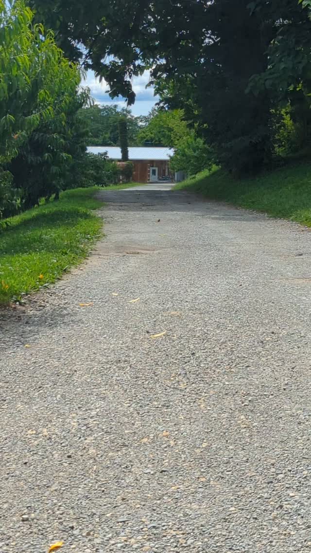 Peaches, persimmons, pears and pawpaws!  Most of the trees we've planted on the 