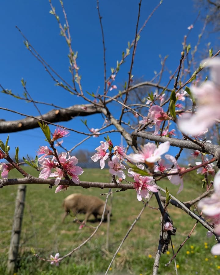 The frost last night didn't get ALL the peach blossoms, so we may still have a c