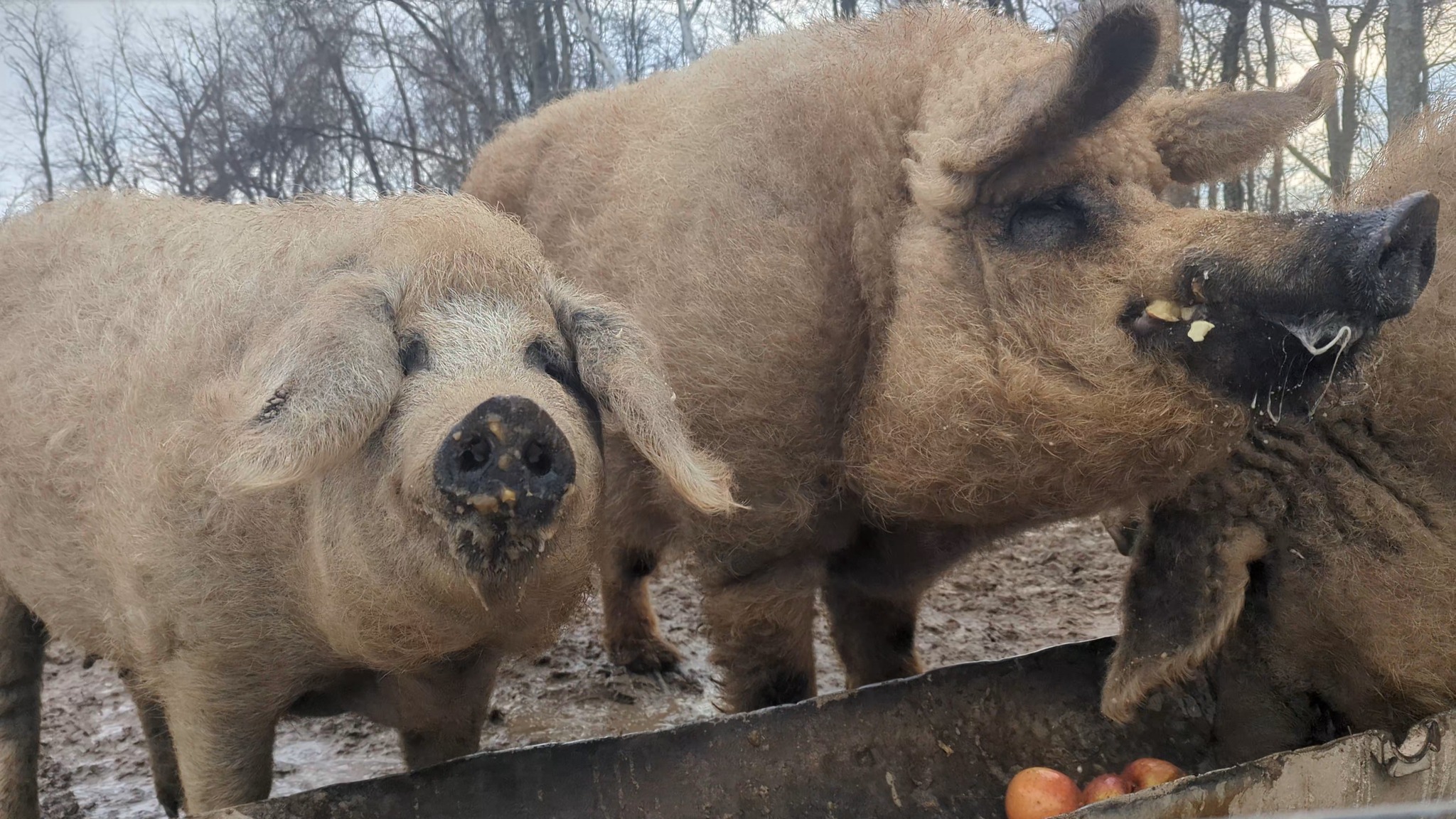 We hope you love your Valentine's treat as much as these pigs loooooove old appl