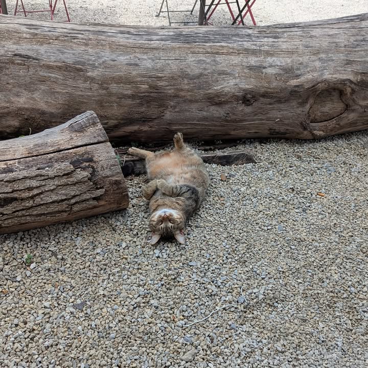 Somebody got overserved this weekend...
...on belly pets.  #hardknocklife #brewe
