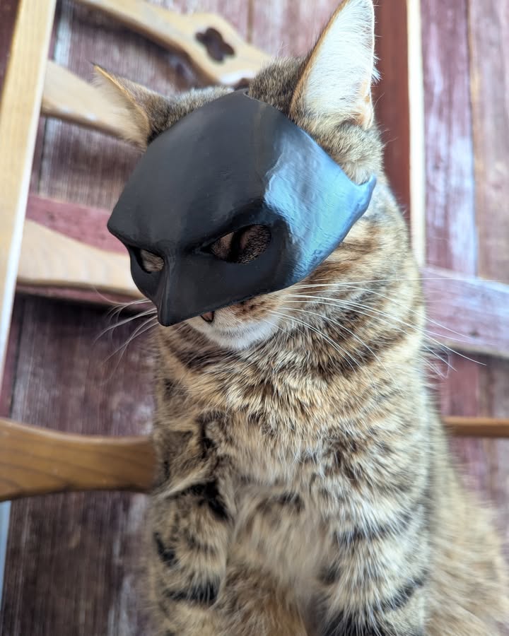 Holy Foaming Beer Mug, Catman! 
 #Bam! #Kapow! #Whack! #brewerycats #strongandsi