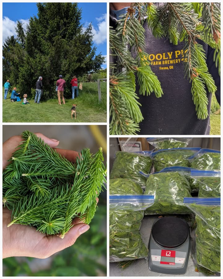 Many hands make light work!  We've never picked spruce tips in April before, but