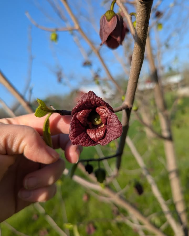 The pawpaws are blooming!  These native trees don't flower all at once so a late