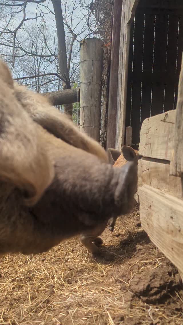 One small step for mama sow, one giant leap for piglet- kind!  #artemis2 #astroh