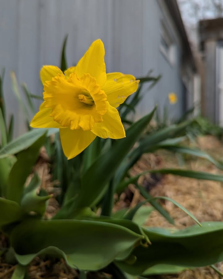 It's the first day of Spring, and the daffy-down-dillies are popping up around t
