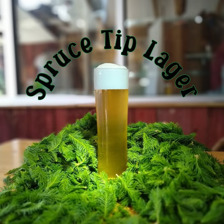 The Spruce Tip Lager makes use of an old alternative for hops:  the new spring g