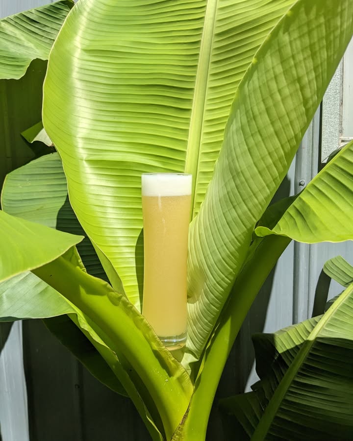 It's feeling tropical in Fresno, Ohio--what better time to bring out the "banana