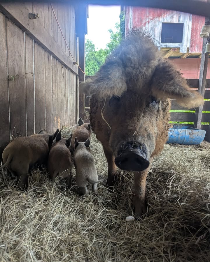 We  moved a new mom and her month-old piglets down to the brewery barn last week
